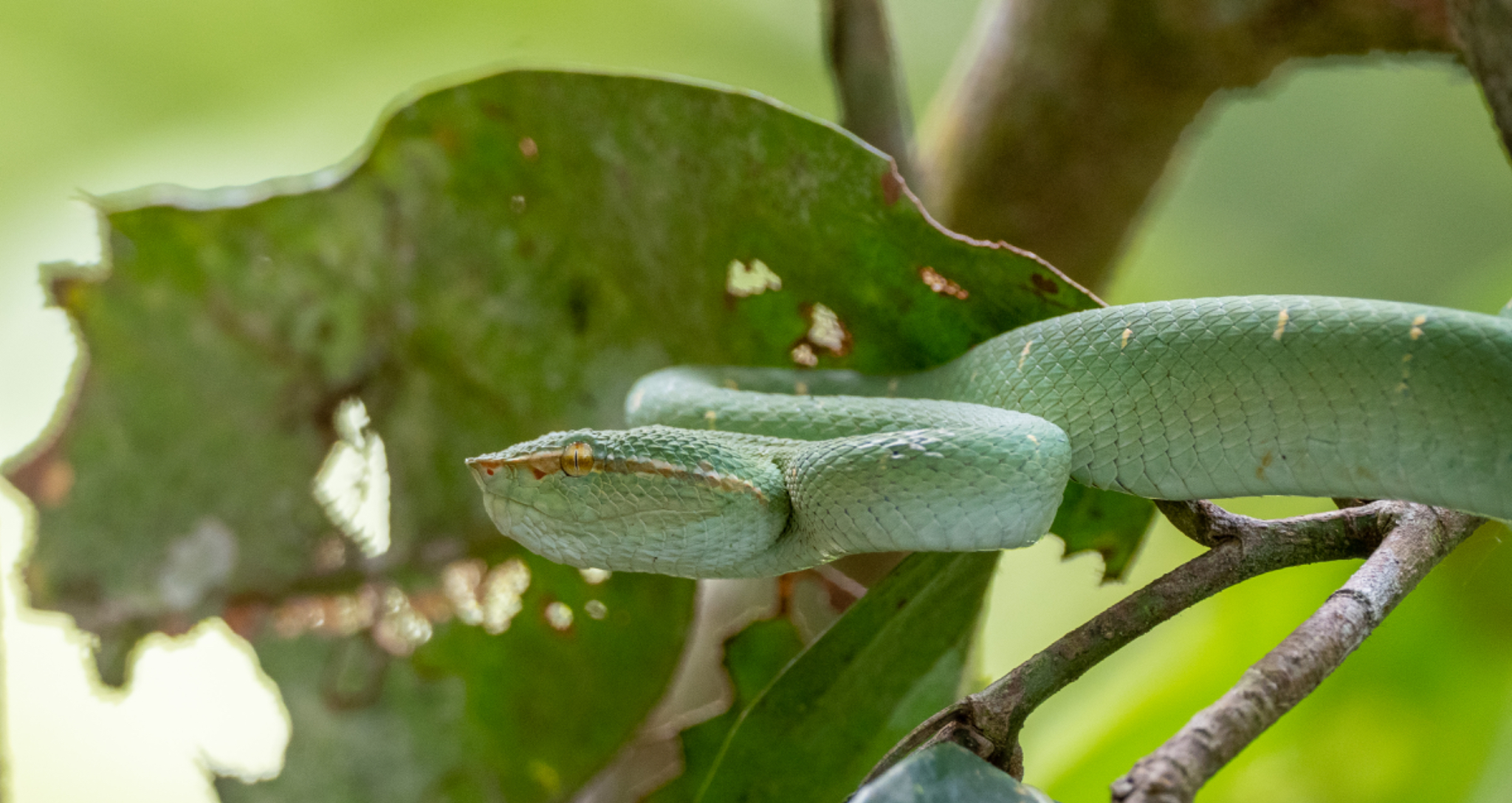 Borean Keeled Green Pit Viper
